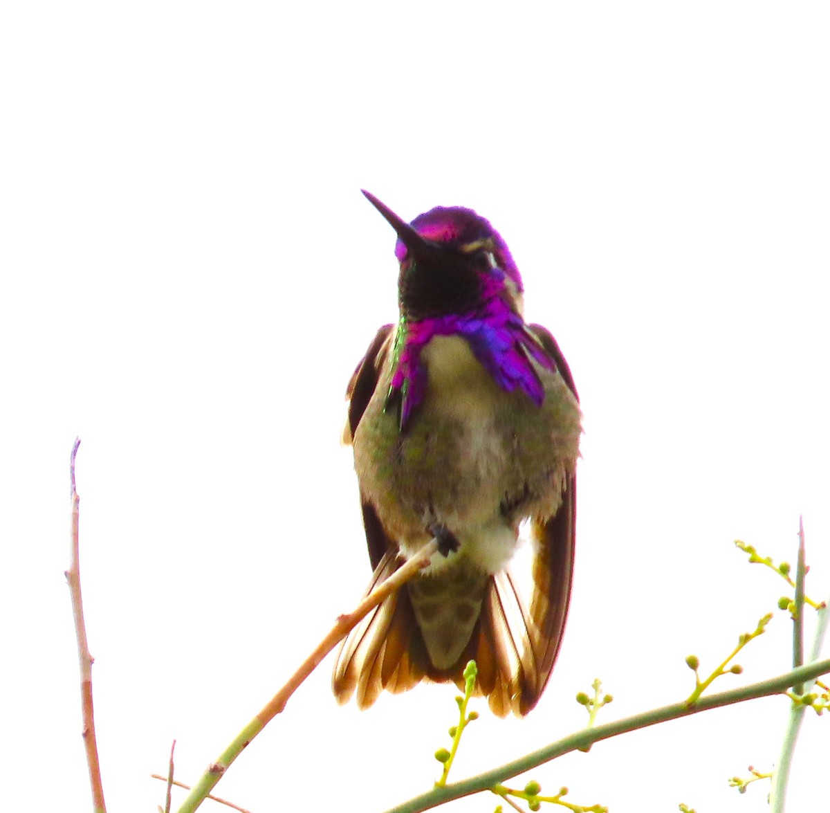 Costa's Hummingbird - ML632395469