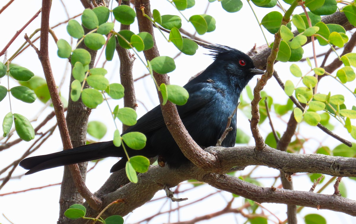 Phainopepla - ML632395495