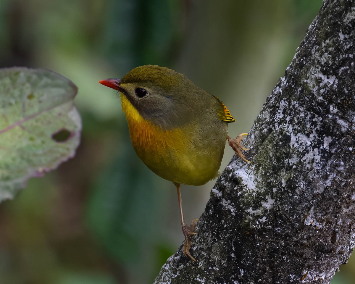 Red-billed Leiothrix - ML632395642