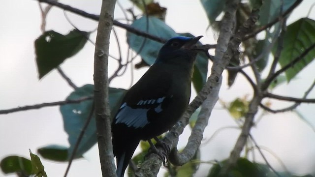 Green Cochoa - ML632395643