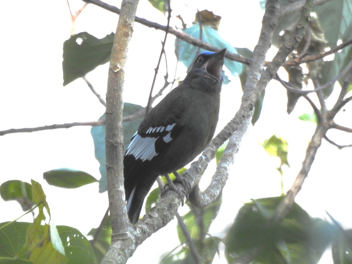 Green Cochoa - ML632395722