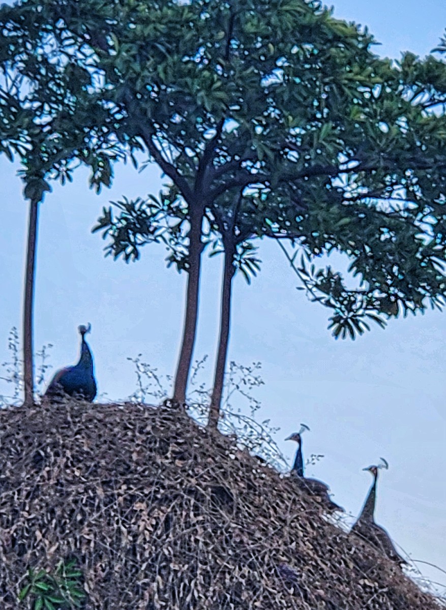Indian Peafowl - ML632395736