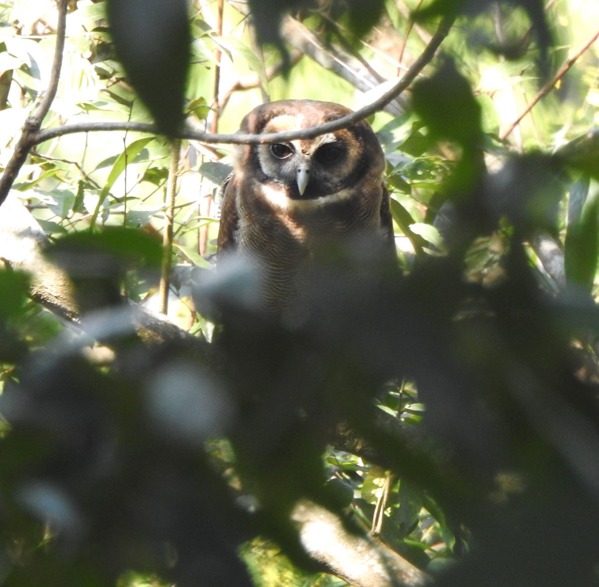 Brown Wood-Owl - ML632395897