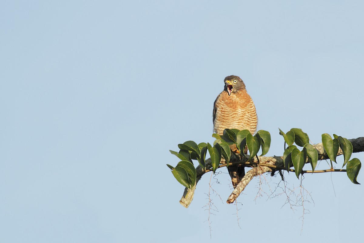 Roadside Hawk (Southern) - ML632395917
