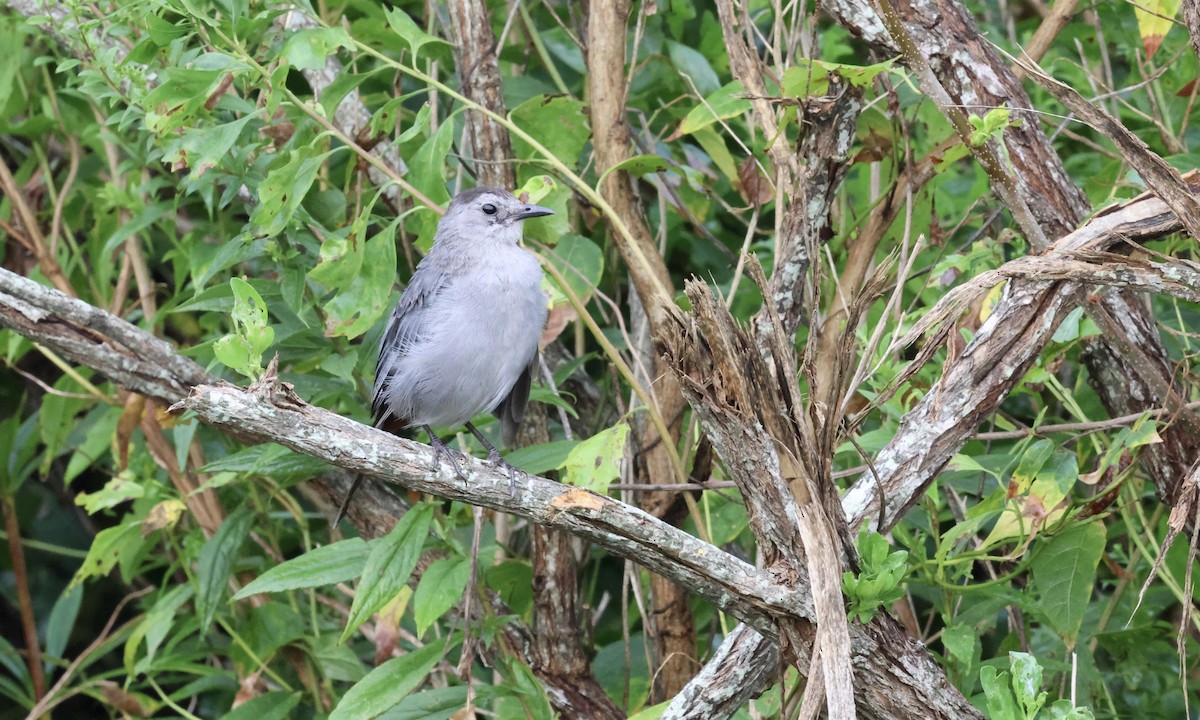 Gray Catbird - ML632395929
