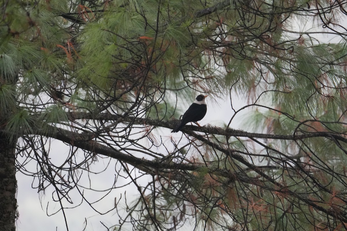 White-collared Blackbird - ML632395930
