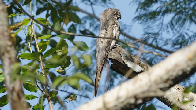 Northern Potoo - ML632395953