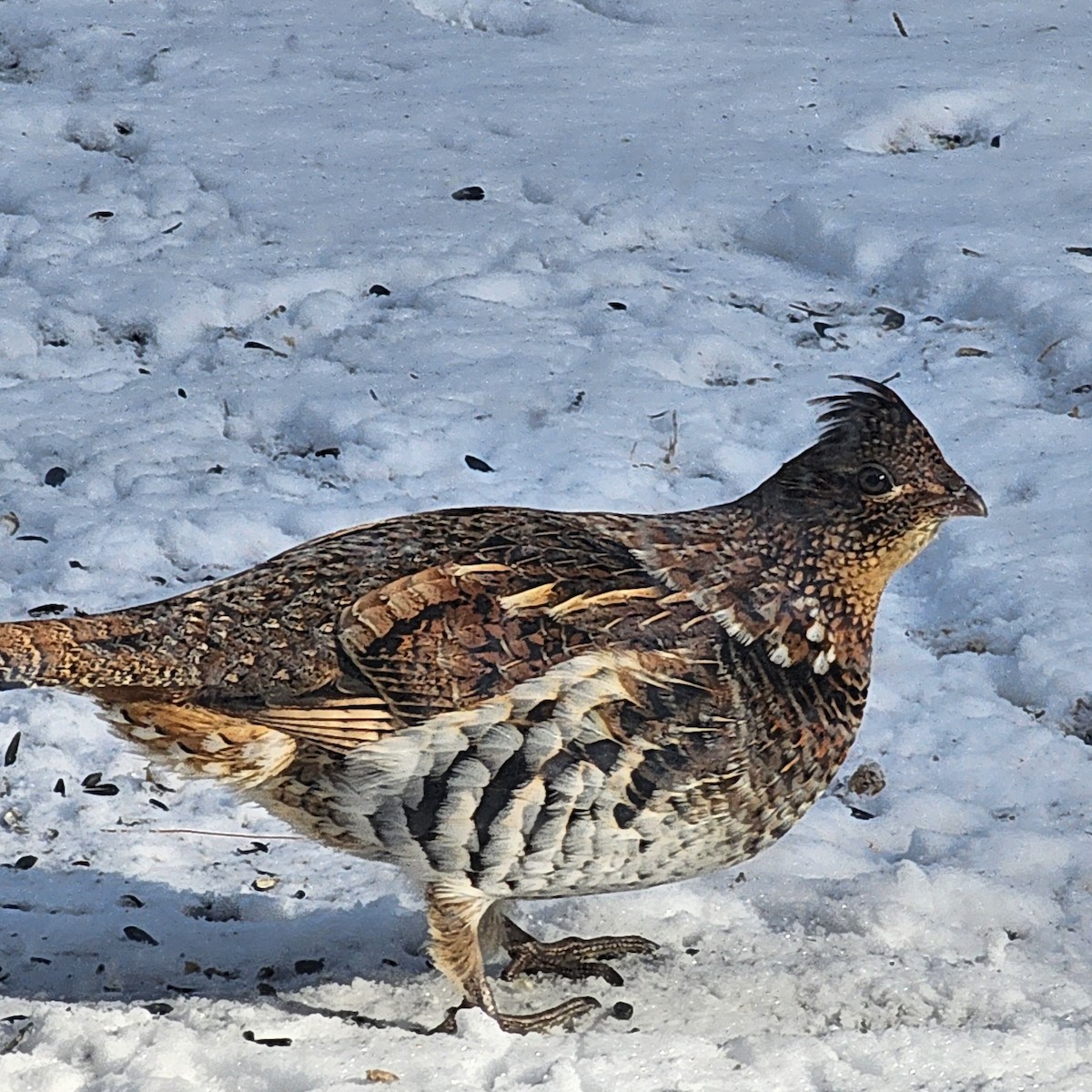 Ruffed Grouse - pam opolsky