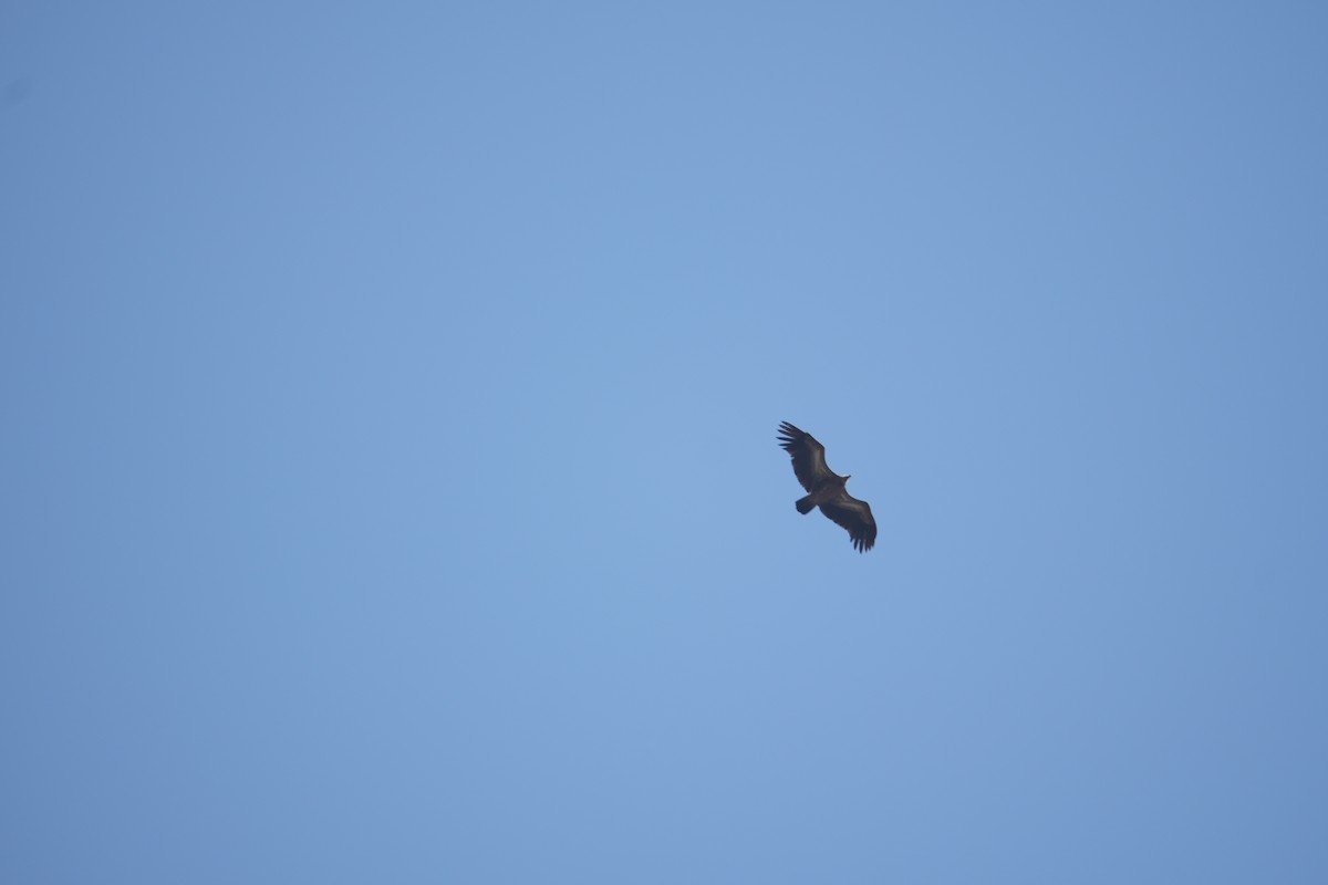 Himalayan Griffon - ML632395999