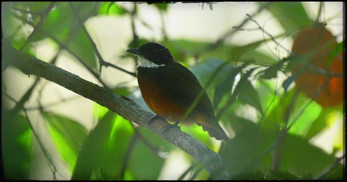 Flame-crowned Manakin - ML632396106