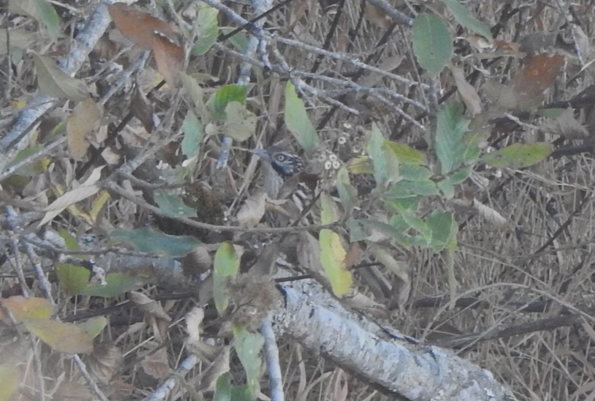 Mount Victoria Babax - ML632396241