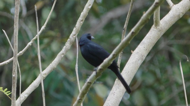 Melodious Blackbird - ML632396284