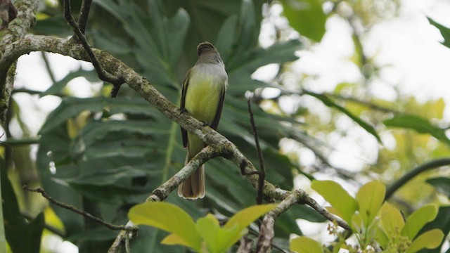 Brown-crested Flycatcher - ML632396312