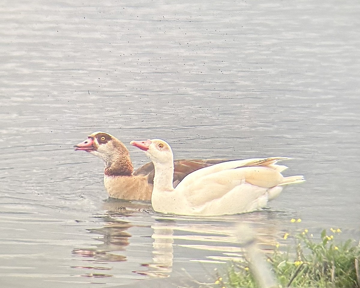 Egyptian Goose - ML632396350