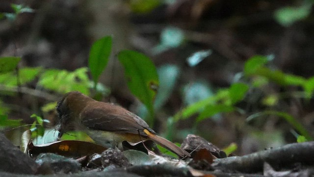 Bright-rumped Attila - ML632396375