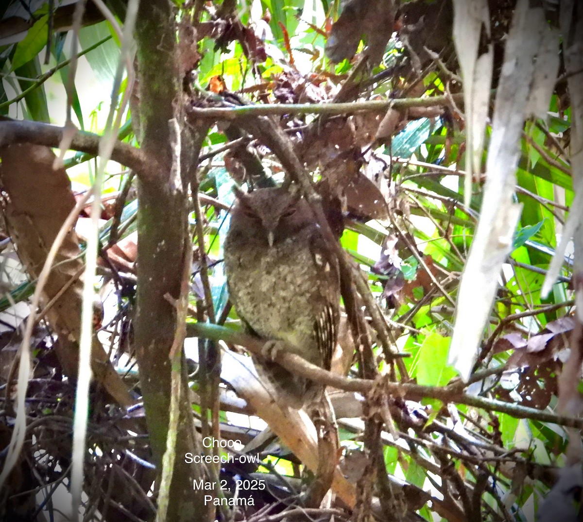 Choco Screech-Owl - ML632396529