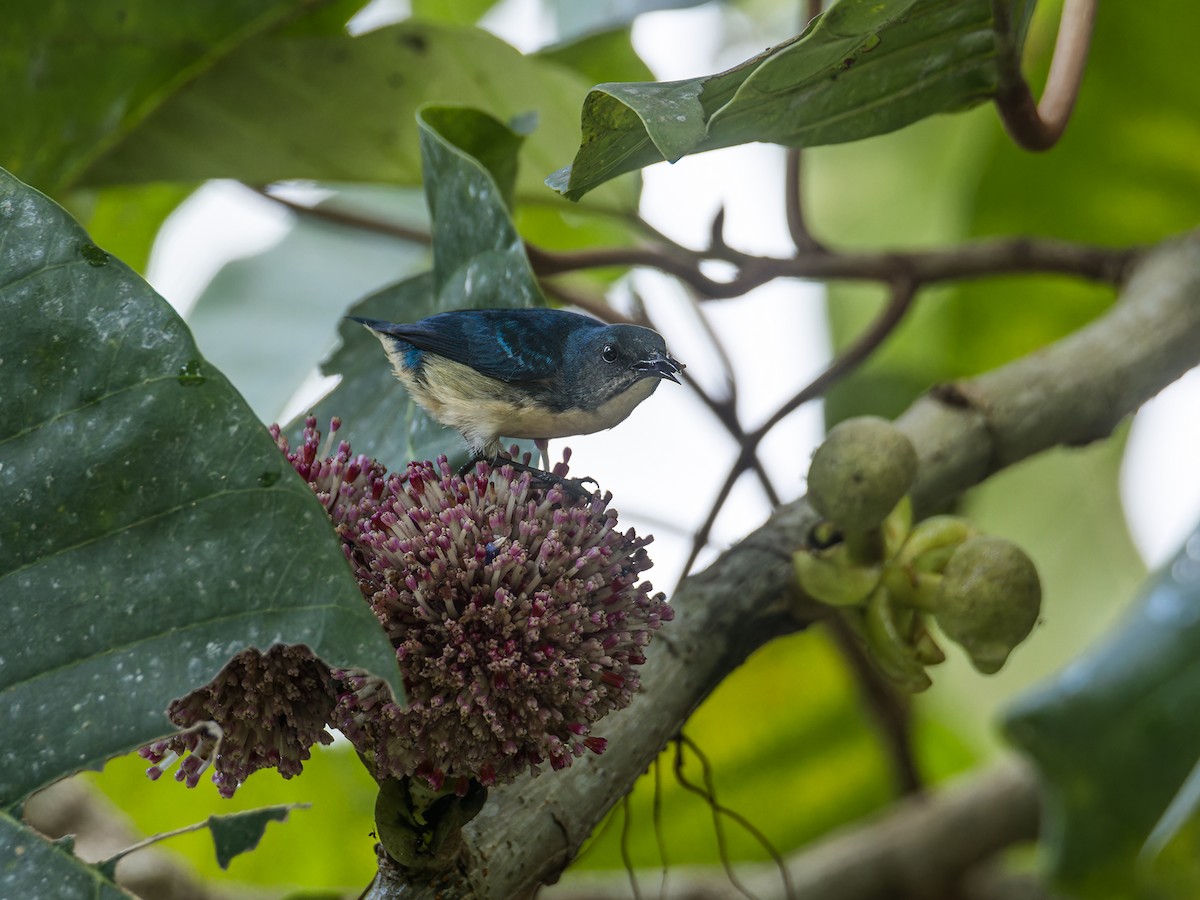 Cambodian Flowerpecker - ML632396561