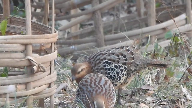 Mountain Bamboo-Partridge - ML632396667