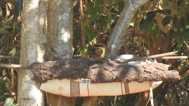 Assam Laughingthrush - ML632396751