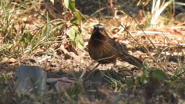 Striped Laughingthrush - ML632396765