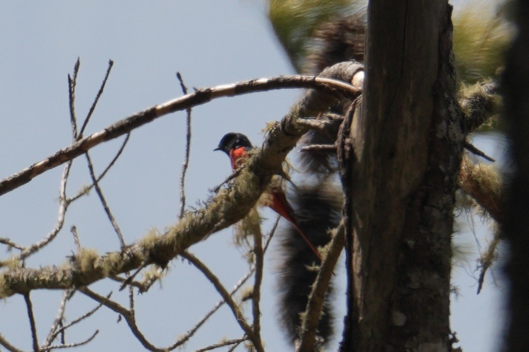 長尾山椒鳥 - ML632396818