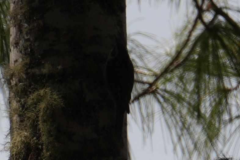 Hodgson's Treecreeper - ML632396825