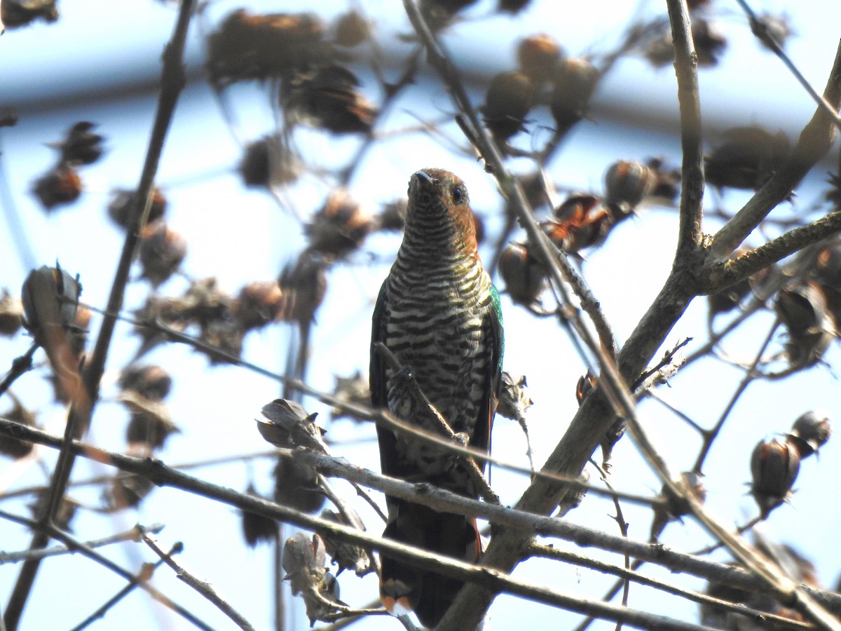 Asian Emerald Cuckoo - ML632396826