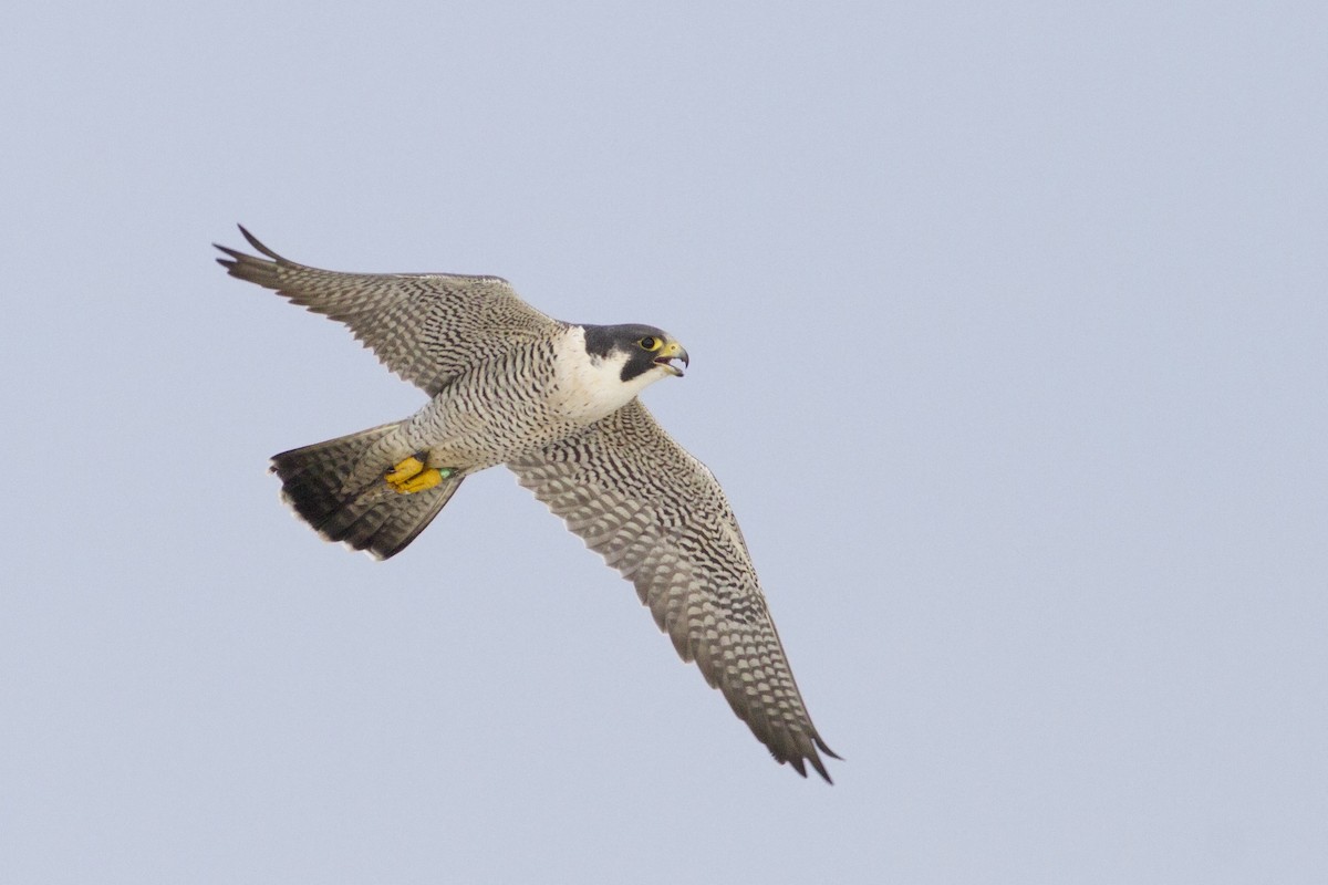 Peregrine Falcon - Samuel Paul Galick