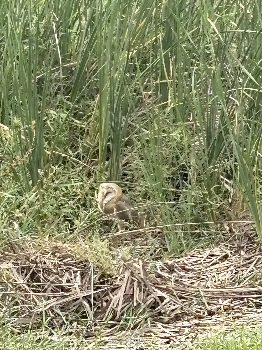 Eastern Barn Owl - ML632396926