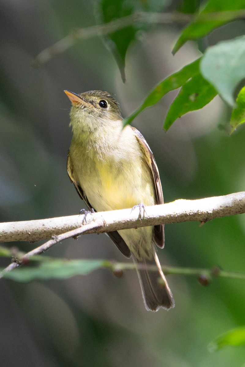 Mosquero Ventriamarillo - ML632396994