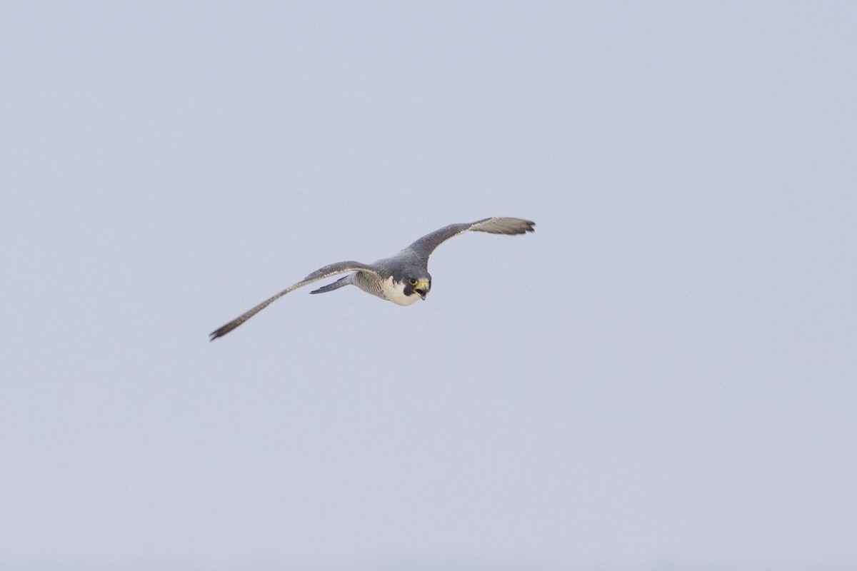 Peregrine Falcon - ML63239701