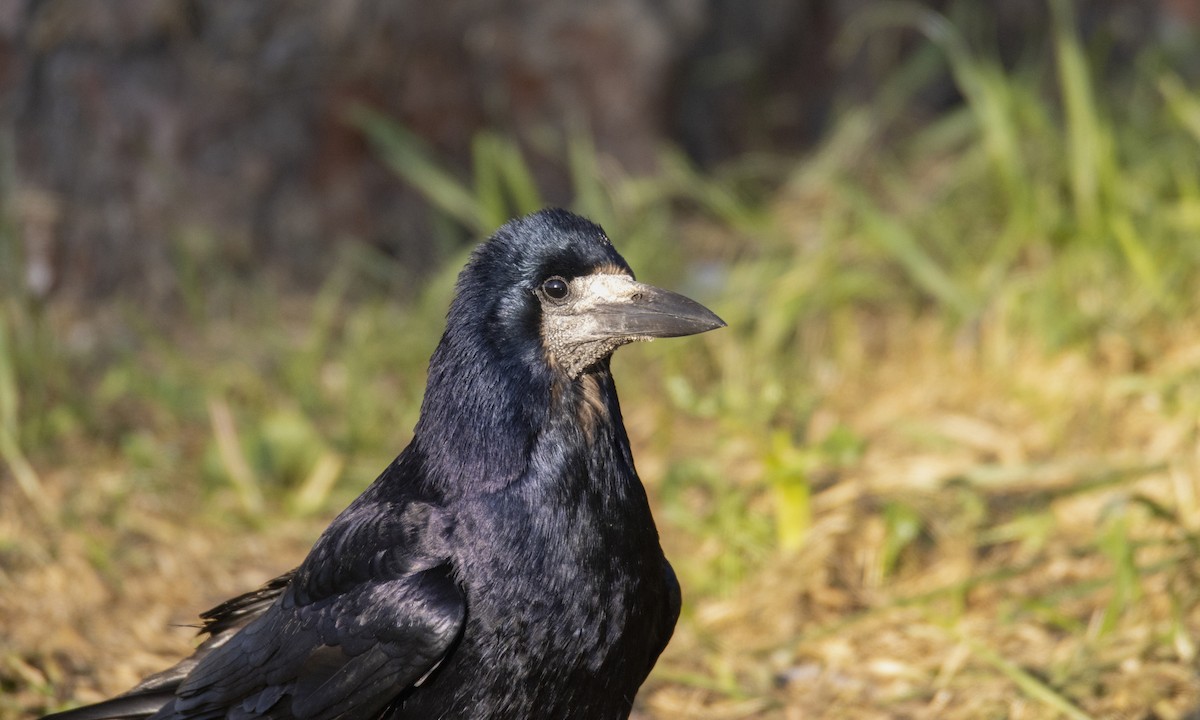 Corbeau freux - ML632397014