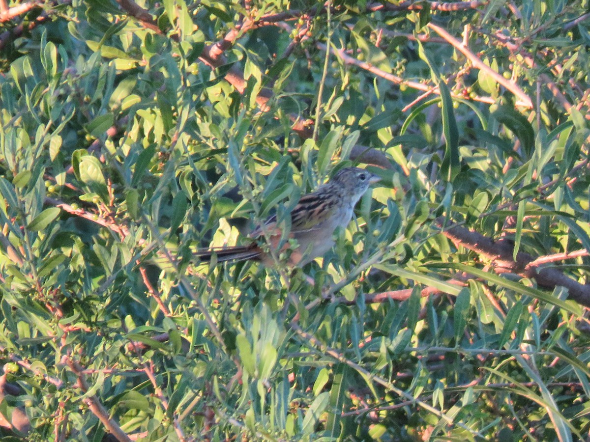 Lesser Grass-Finch - Gustavo Centomo