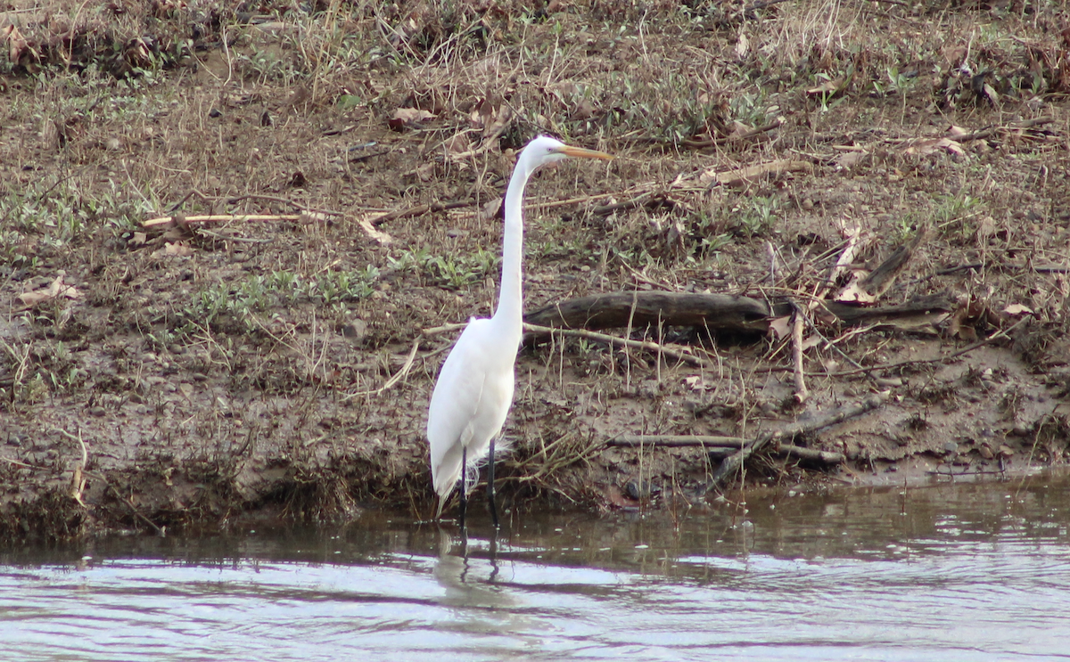 Great Egret - ML632397128