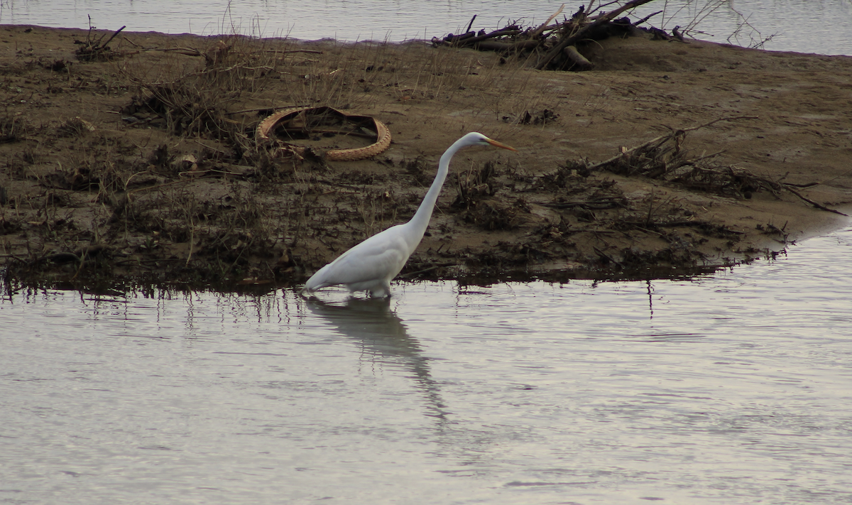 Great Egret - ML632397130