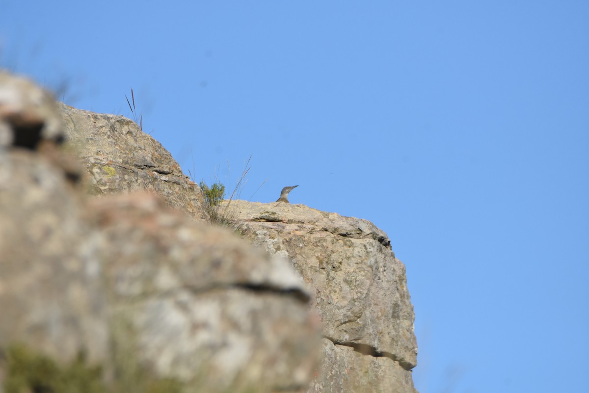 Ground Woodpecker - Cameron Blair