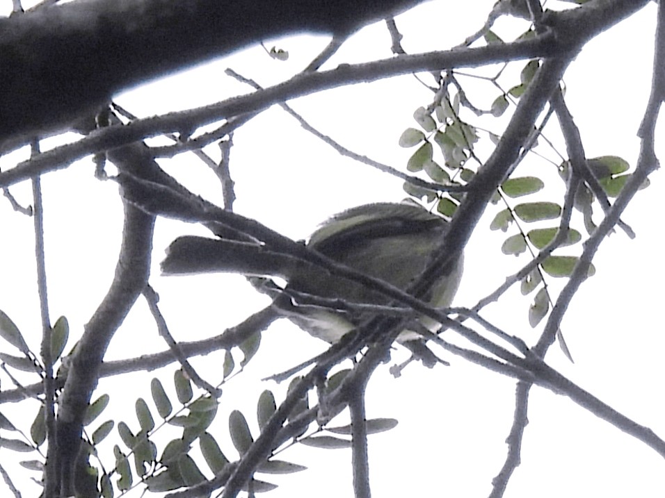 Amazonian Elaenia - ML632397319
