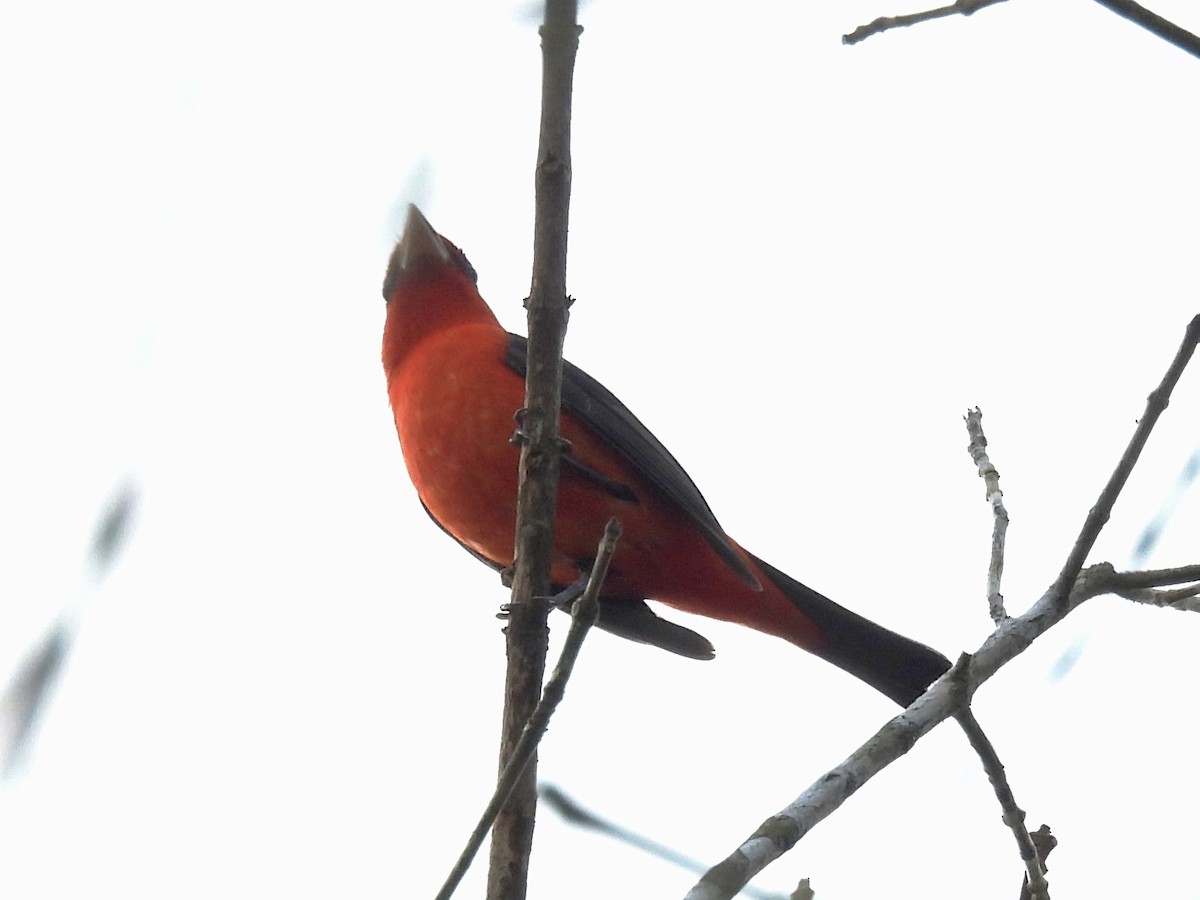 Scarlet Tanager - ML632397363