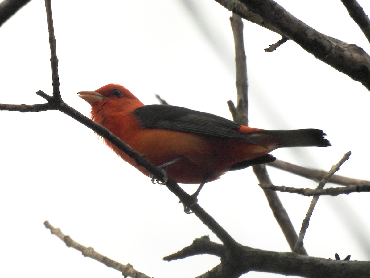 Scarlet Tanager - ML632397364