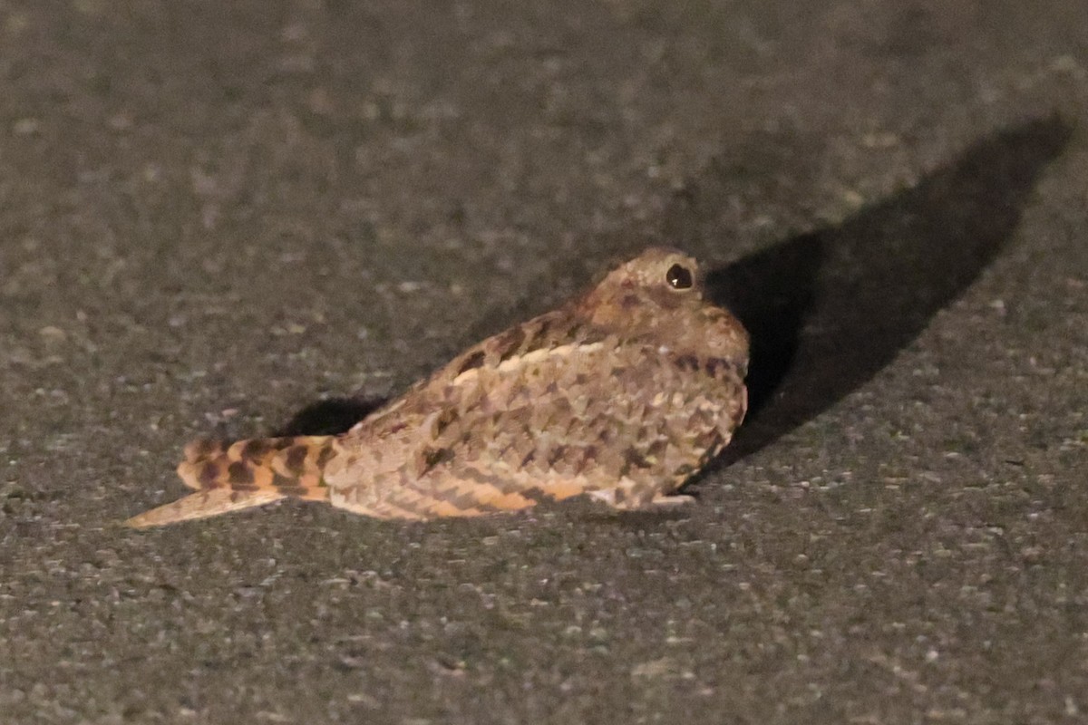 nightjar sp. - ML632397505