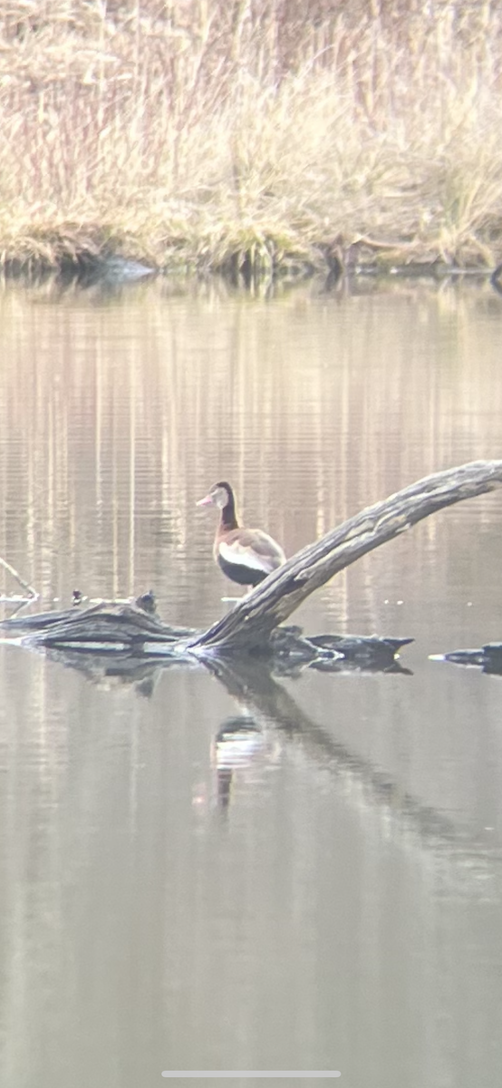 アカハシリュウキュウガモ - ML632397536