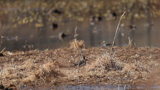 Bécassine de Wilson - ML632397629