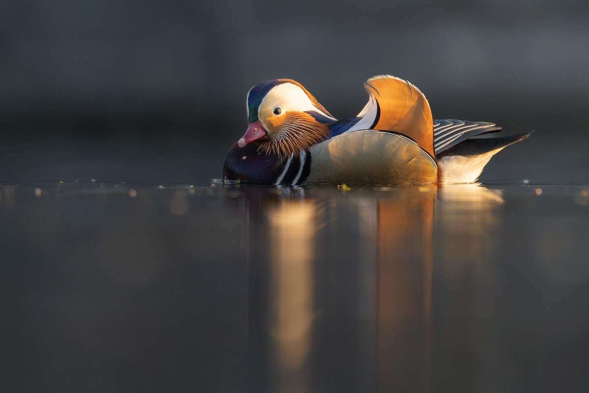 Mandarin Duck - ML632397648