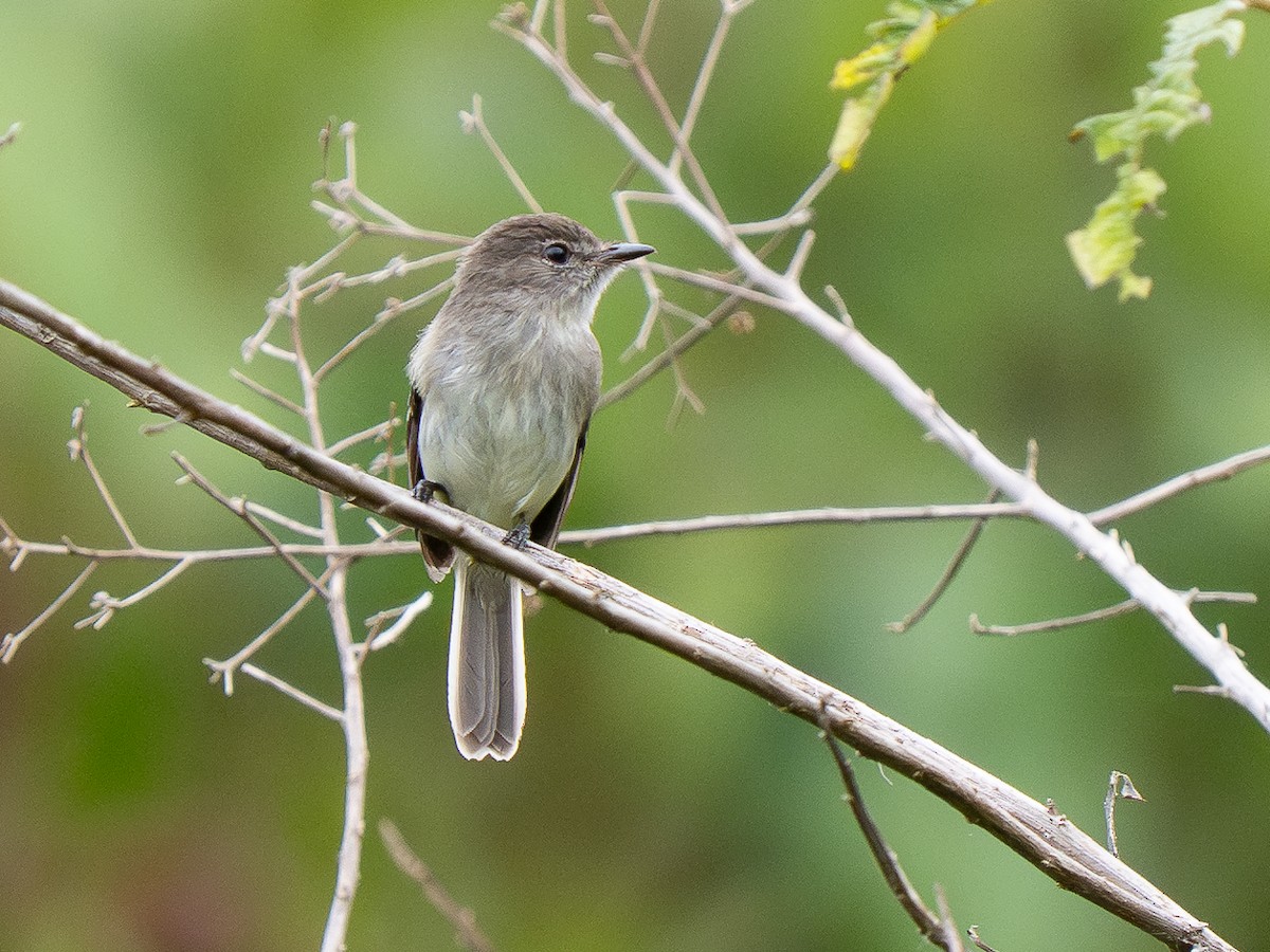 Olive-chested Flycatcher - ML632397791