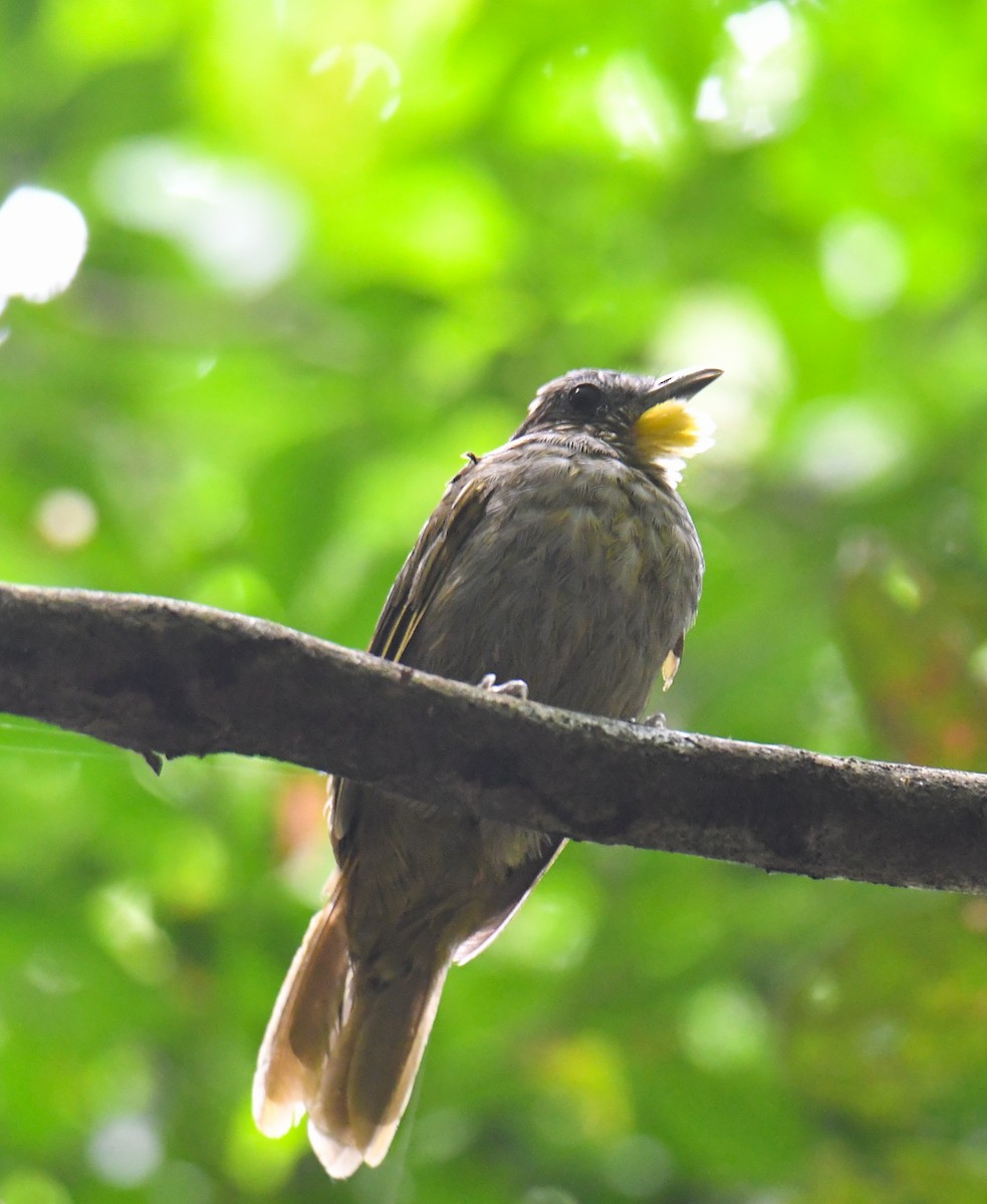 Western Bearded-Greenbul - ML632397889