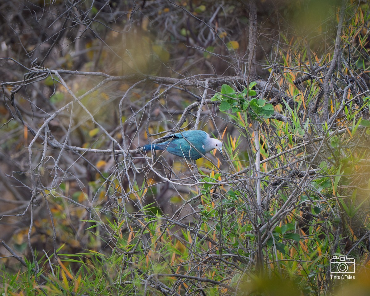 Green Imperial-Pigeon (Green) - ML632397929