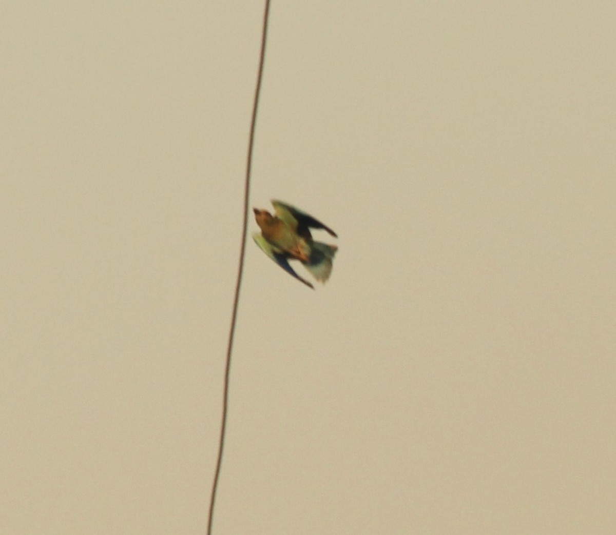 European Roller - ML632398039