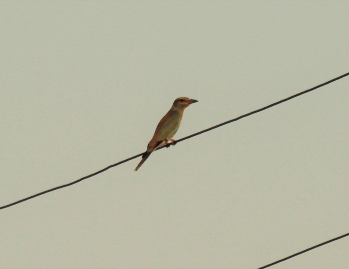 European Roller - ML632398041