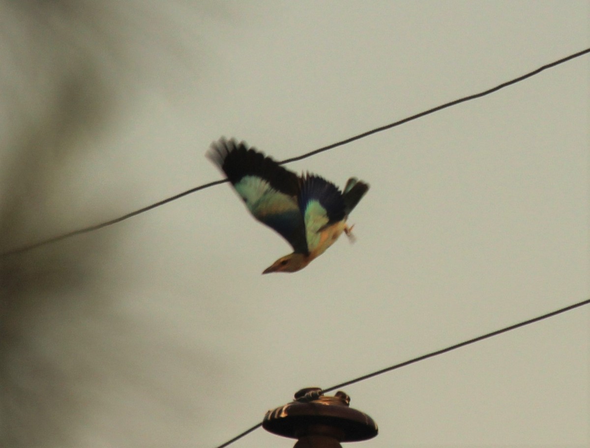 European Roller - ML632398042