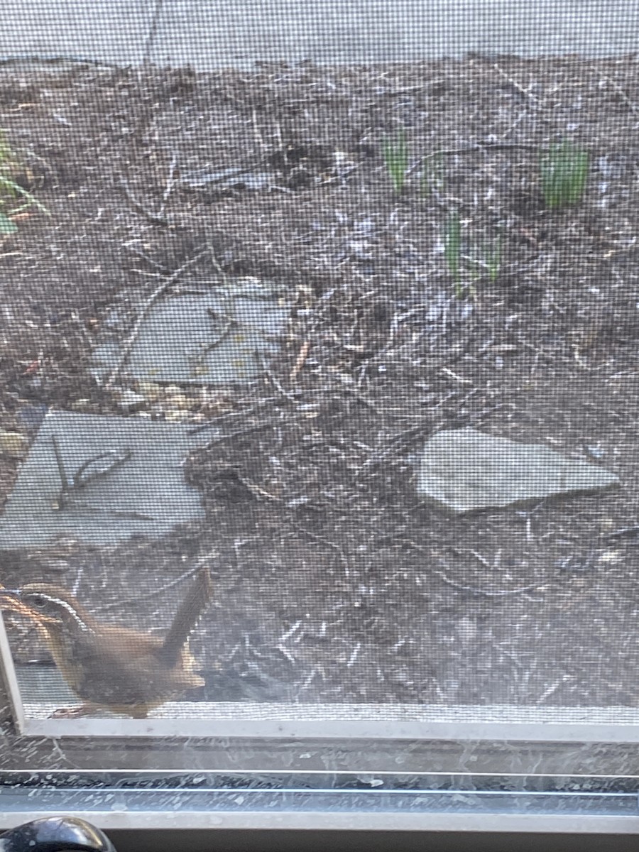 Carolina Wren - ML632398087